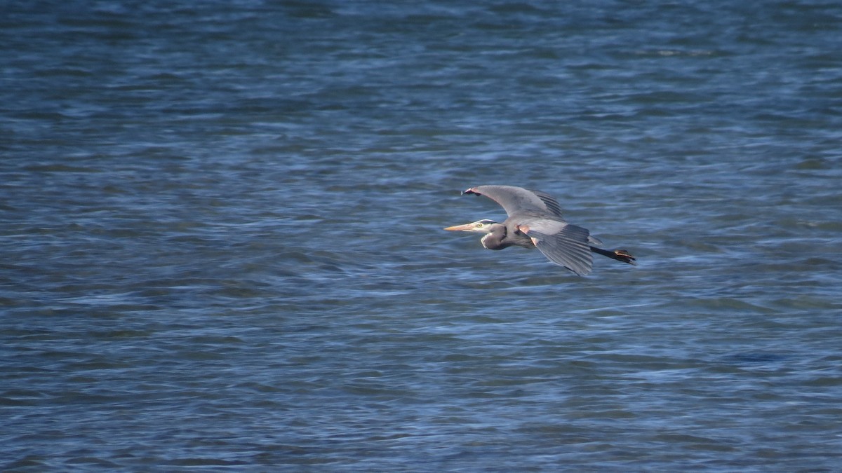 Great Blue Heron - ML617678216