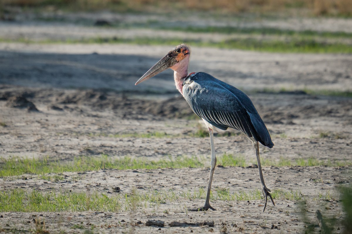 Marabou Stork - ML617678234