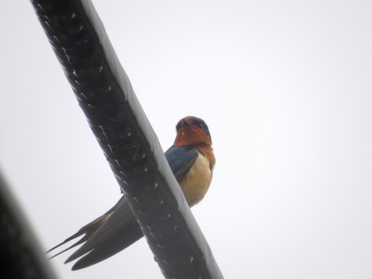 Barn Swallow - ML617678245