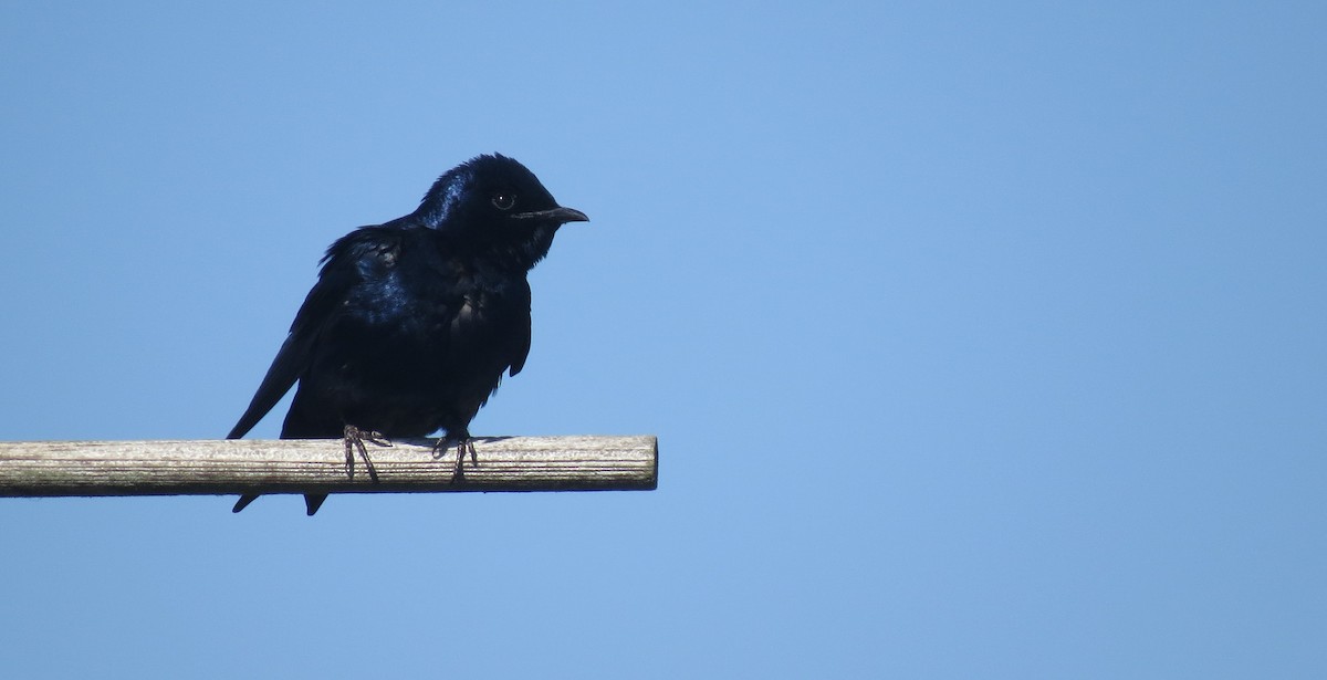 Purple Martin - ML617678248