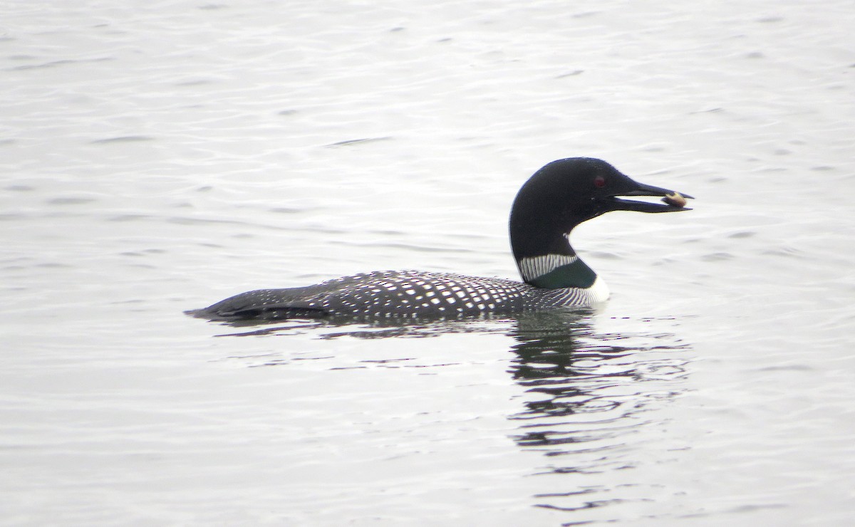 Common Loon - Nick Dawson