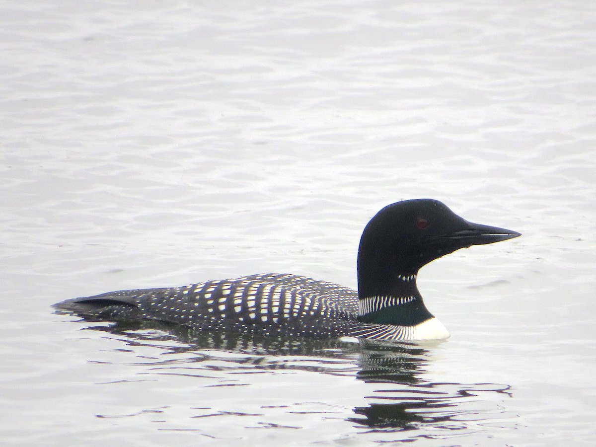 Common Loon - ML617678268