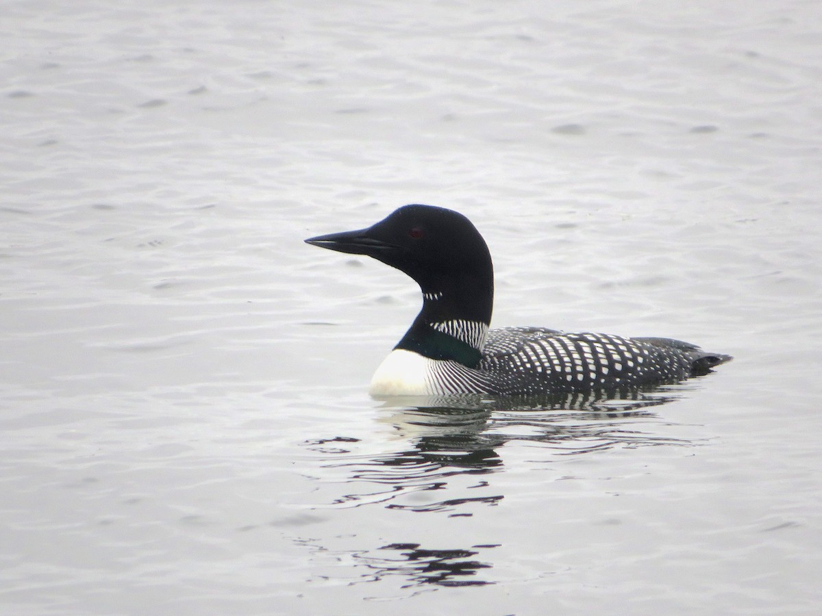 Common Loon - ML617678269