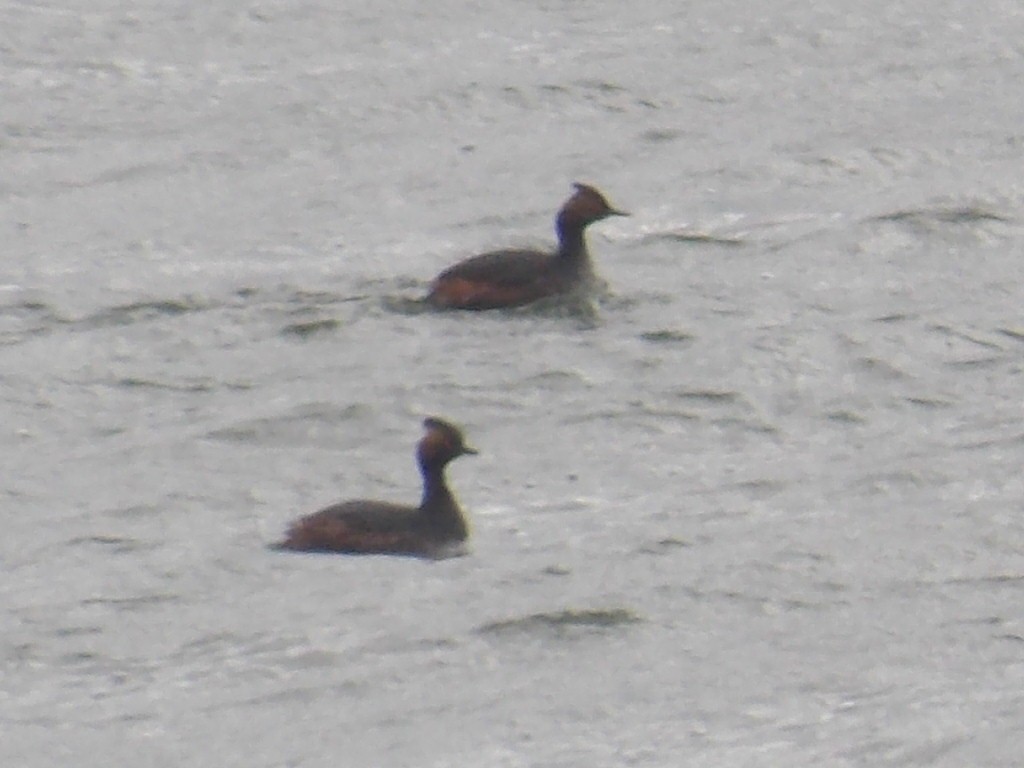 Халтар шунгуур - ML617678281