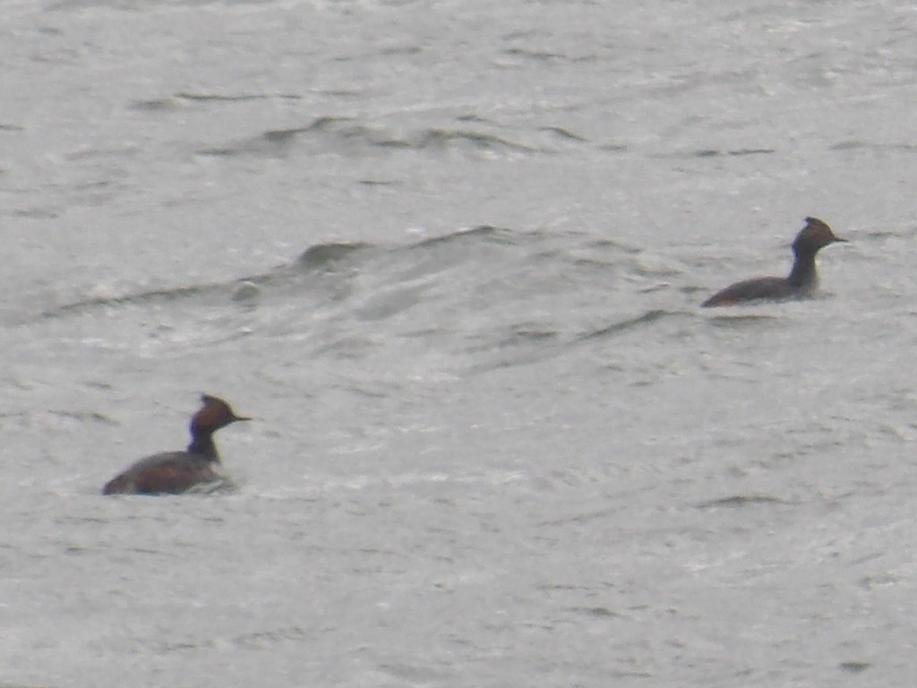 Халтар шунгуур - ML617678282