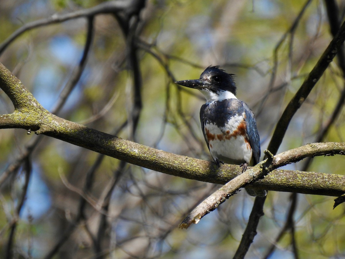 Belted Kingfisher - ML617678288