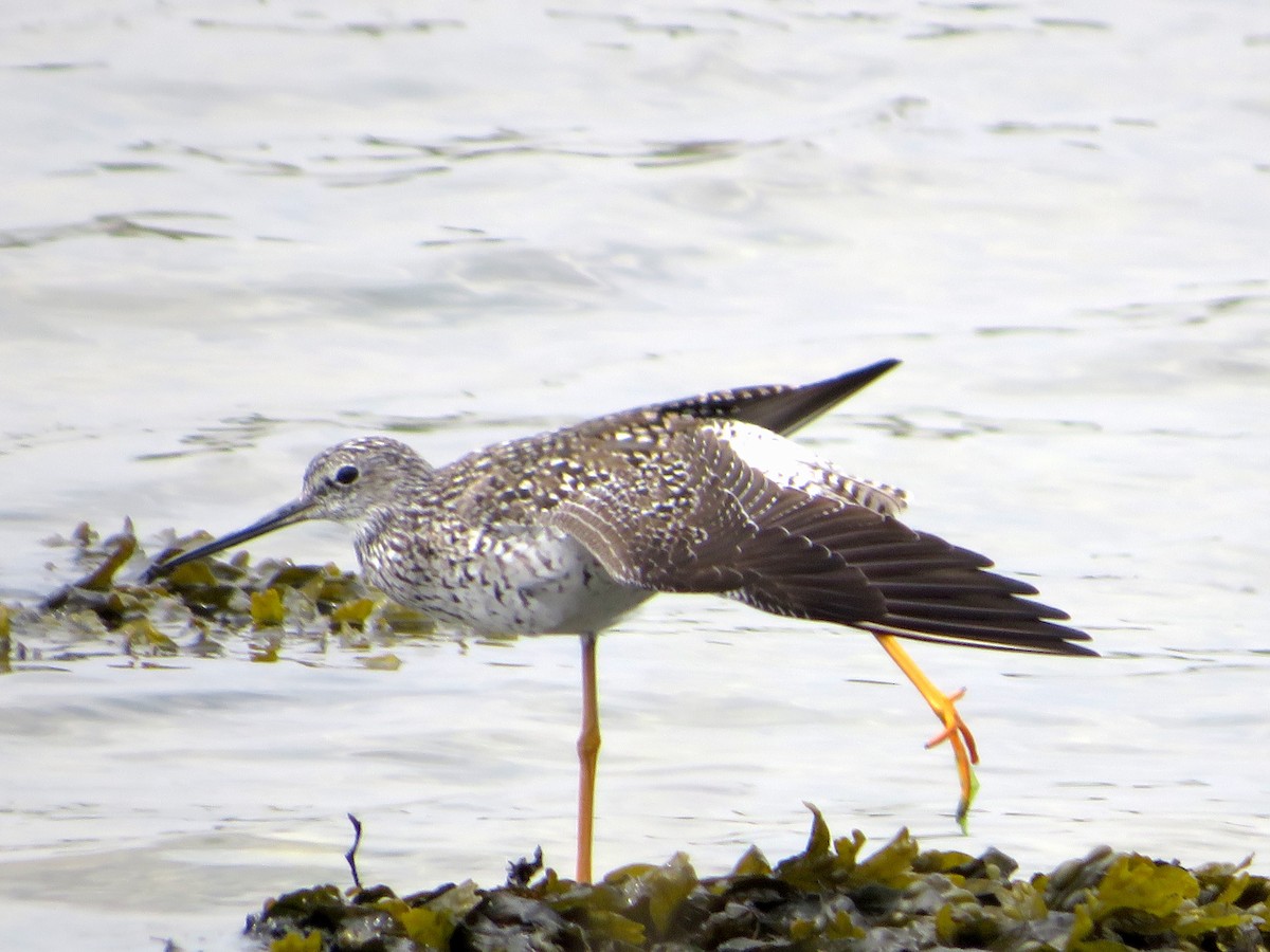 Greater Yellowlegs - ML617678295