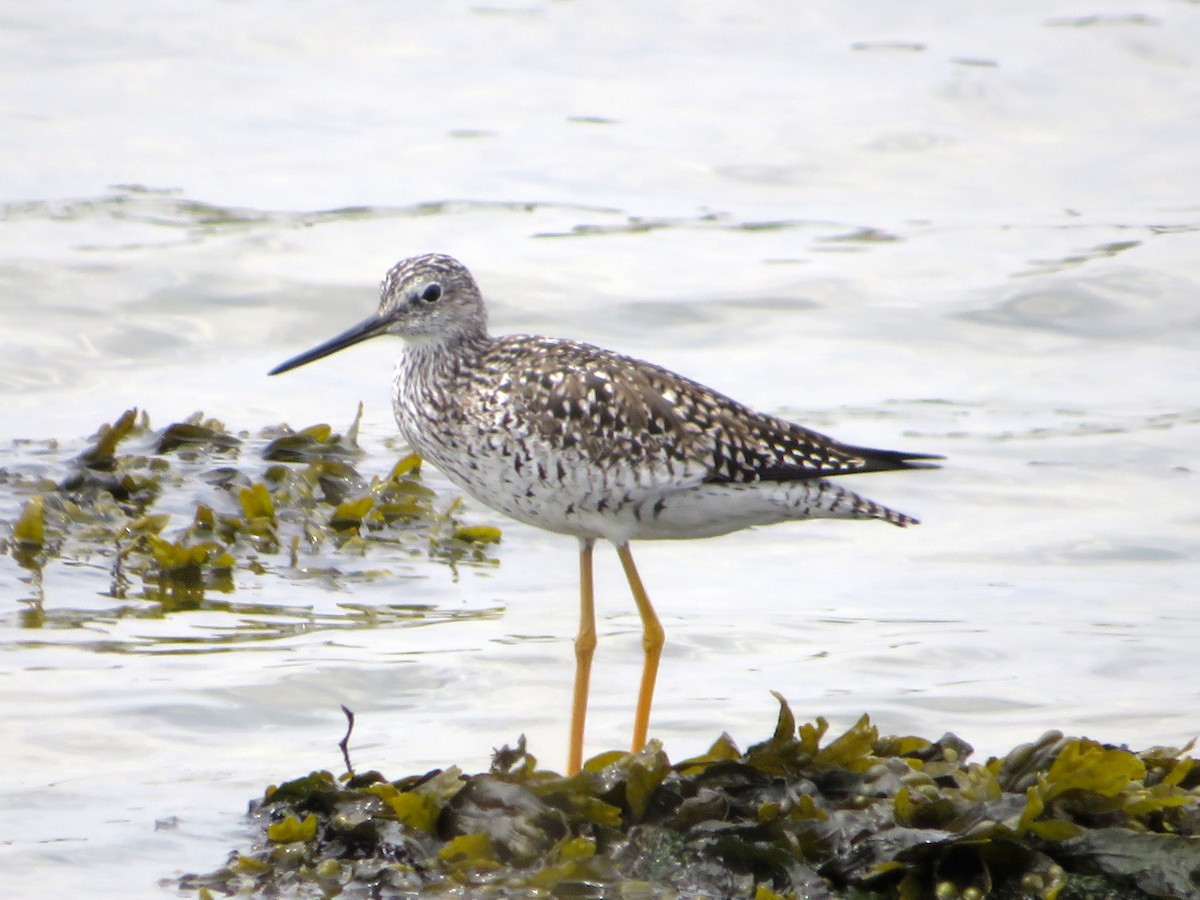 Greater Yellowlegs - ML617678296