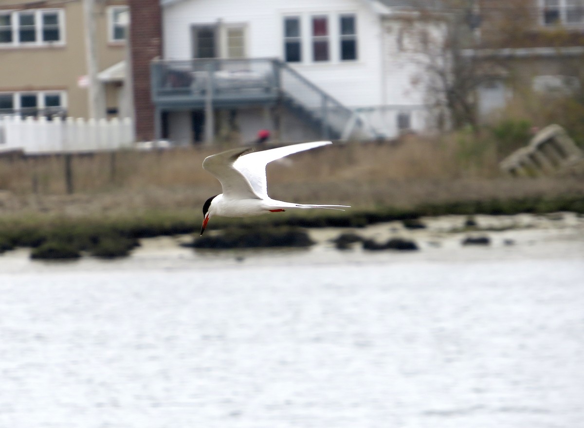 Forster's Tern - ML617678301