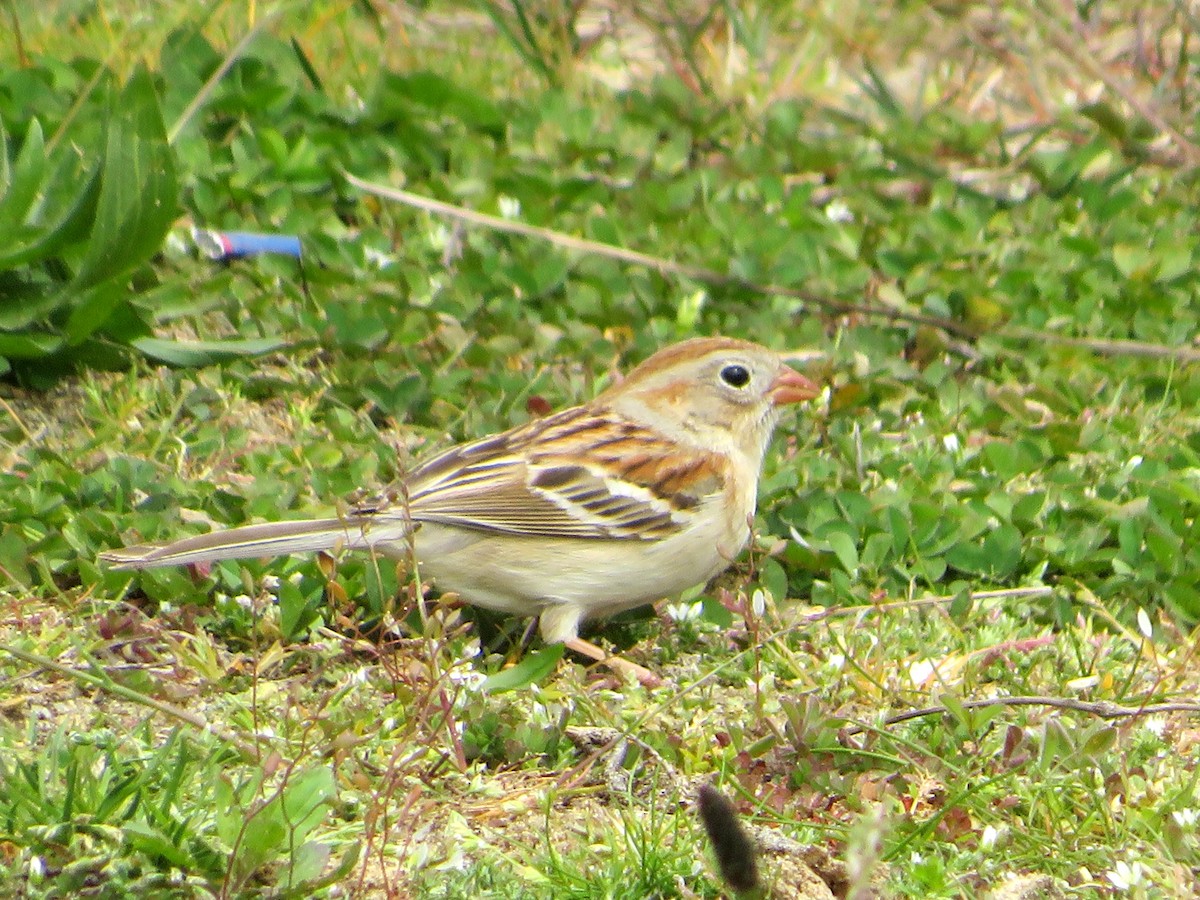 Field Sparrow - ML617678310