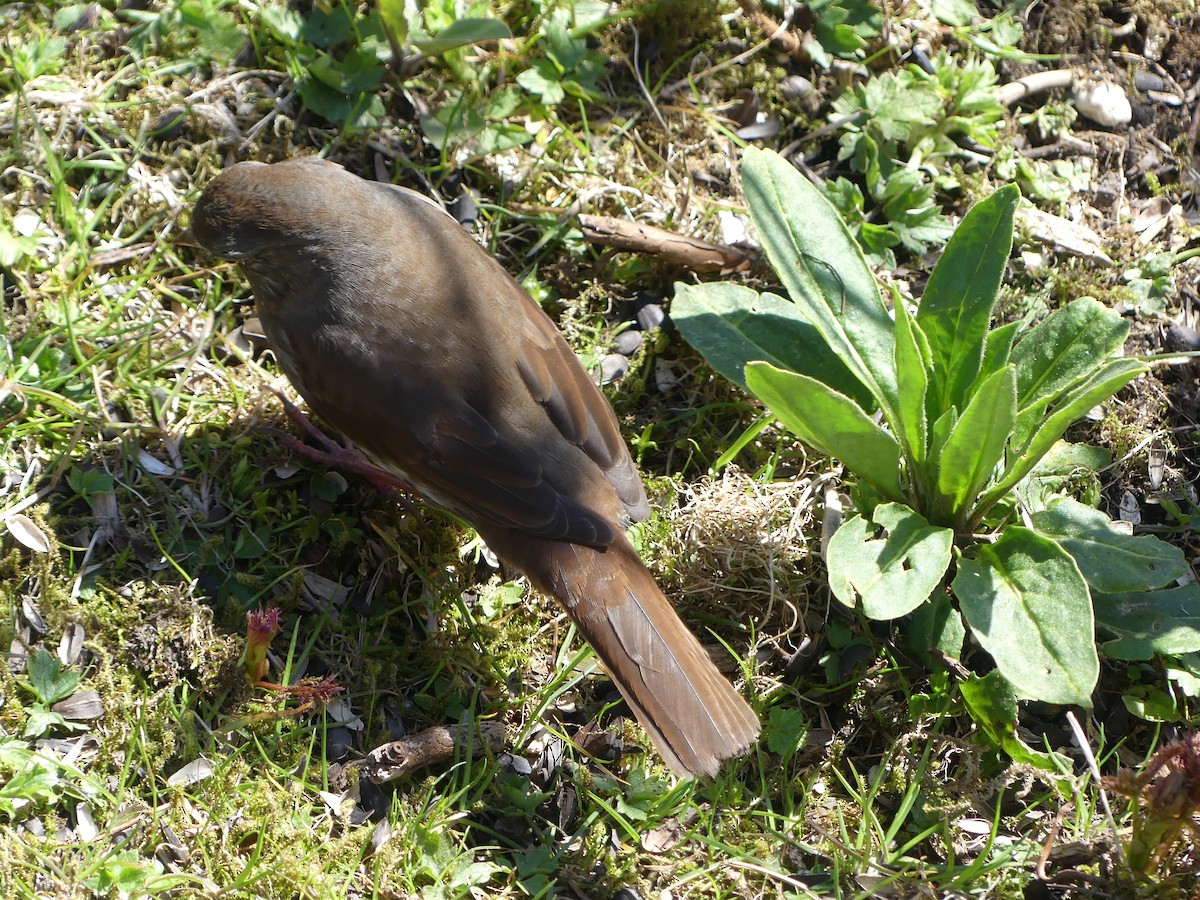 Fox Sparrow (Sooty) - Gus van Vliet