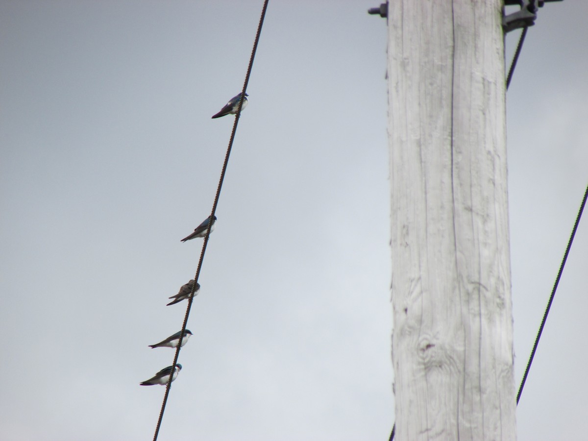 Tree Swallow - ML617678413