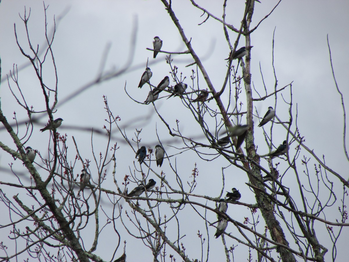 Tree Swallow - ML617678417