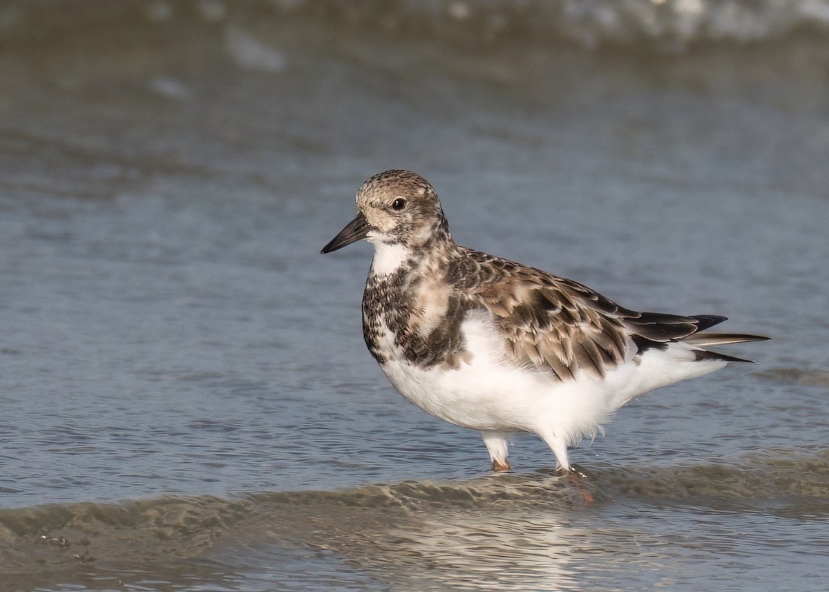 Ruddy Turnstone - Russell Brown