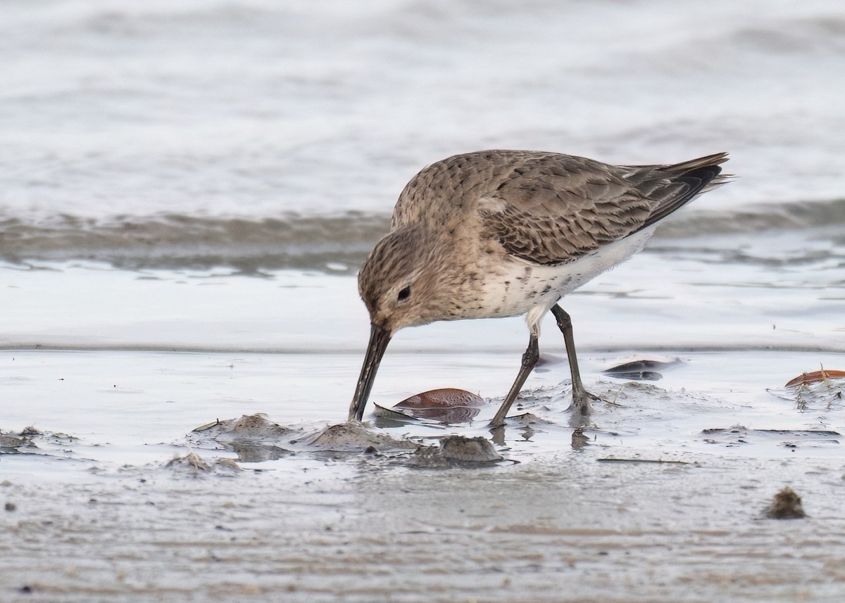 Dunlin - ML617678455