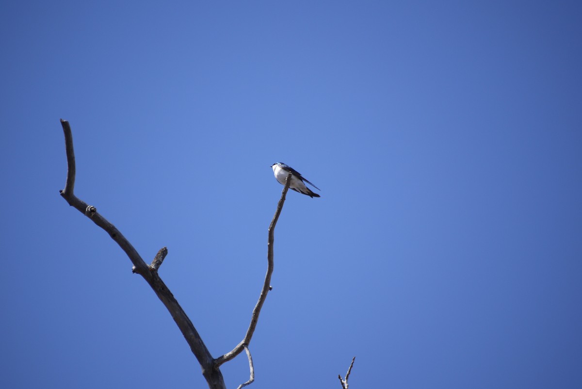 Tree Swallow - ML617678535