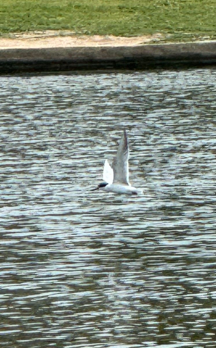 Forster's Tern - Nick Cohen