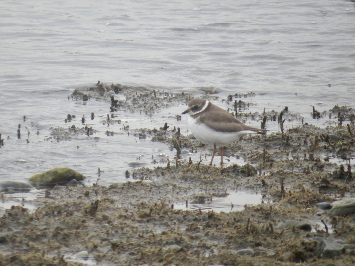 Semipalmated Plover - ML617678683