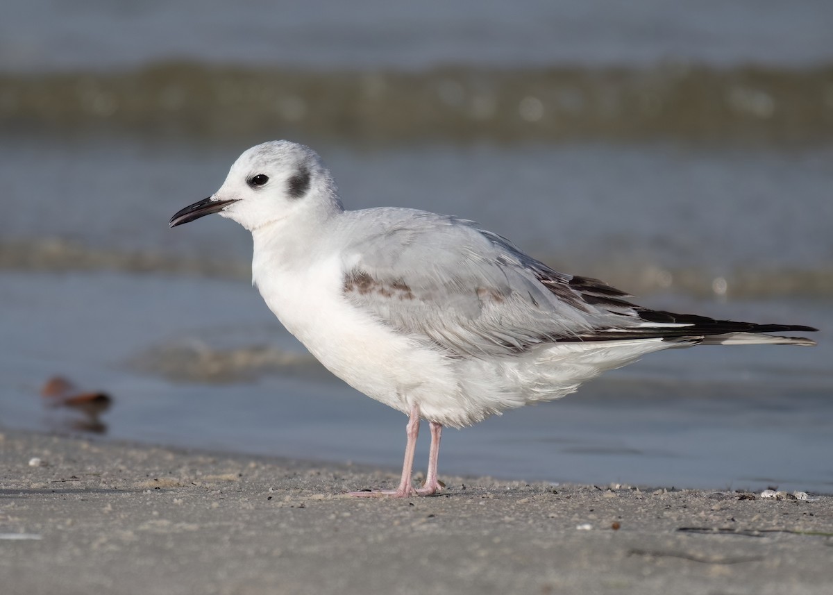 Bonaparte's Gull - ML617678707