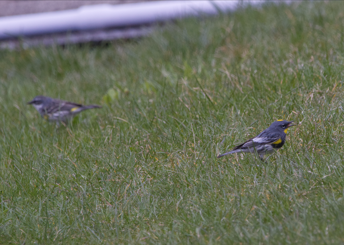 Yellow-rumped Warbler (Audubon's) - ML617678715