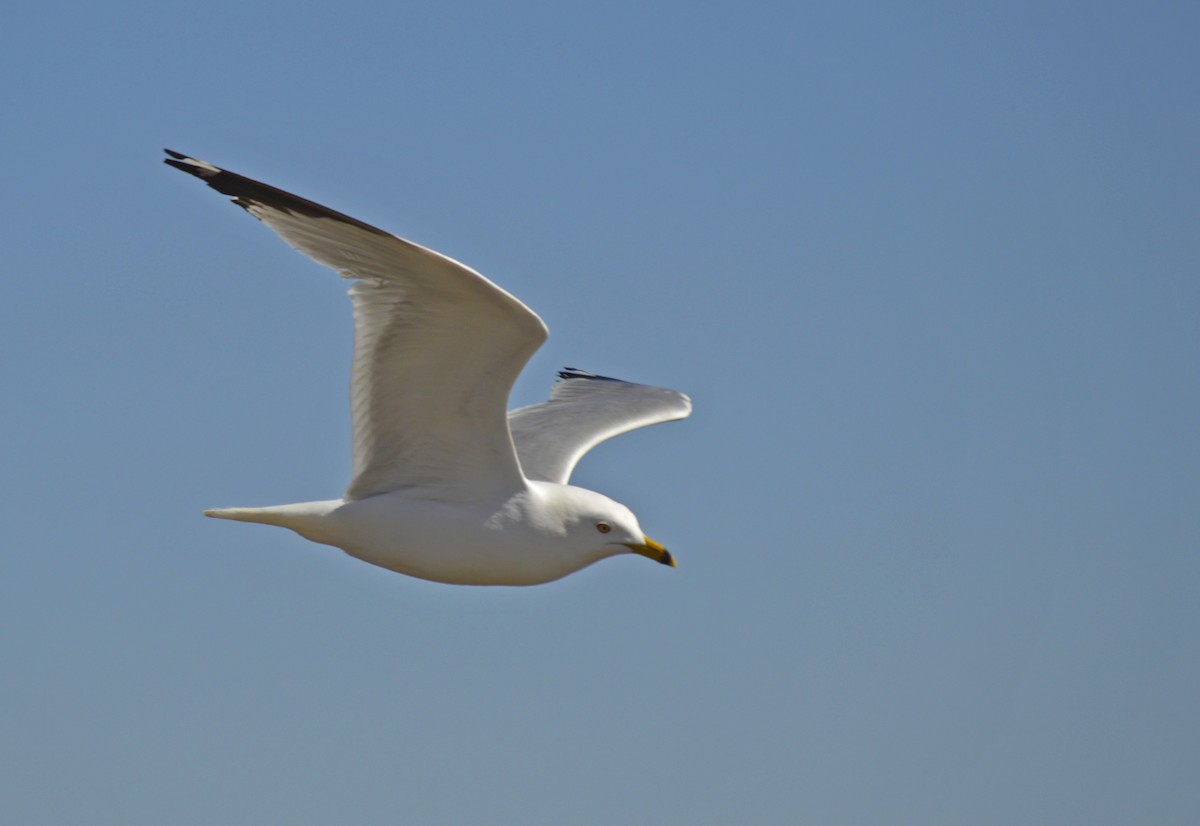 Ring-billed Gull - ML617678724