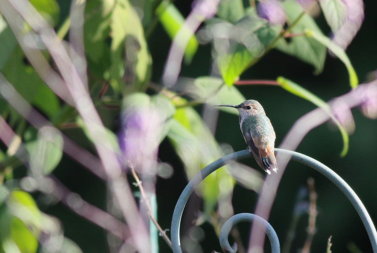 Allen's Hummingbird - Shawn Billerman