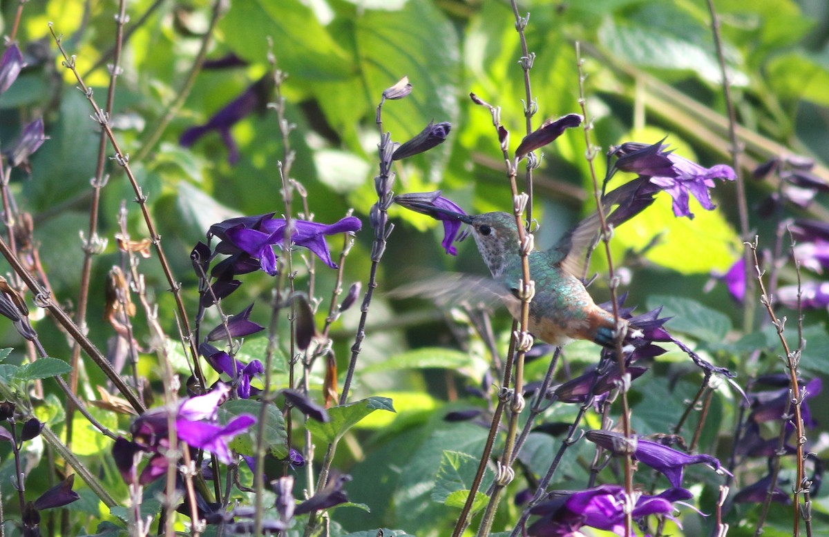 Allen's Hummingbird - Shawn Billerman