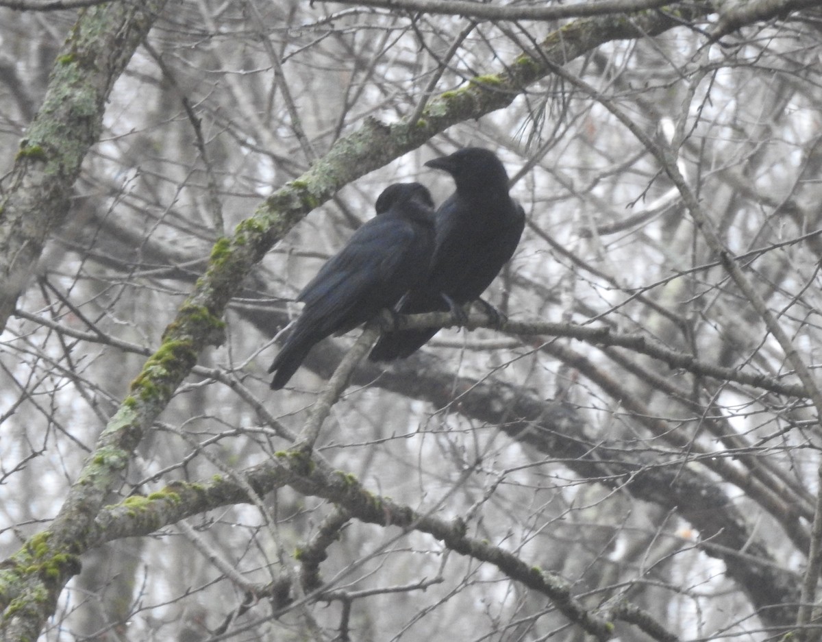 American Crow - Stephanie  Tickner