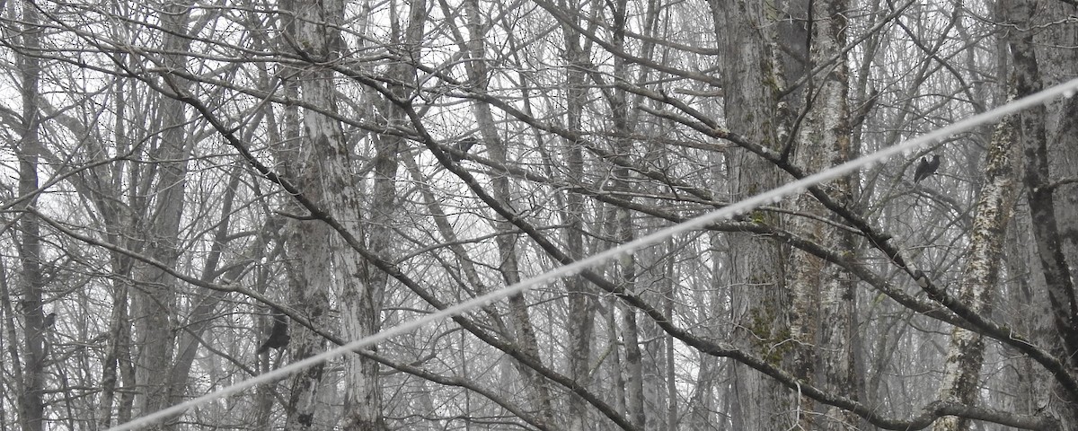 American Crow - ML617678784