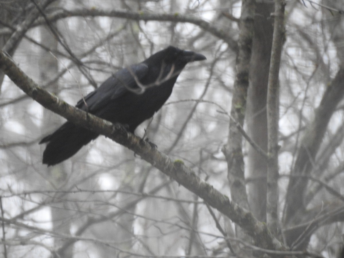 Common Raven - Stephanie  Tickner