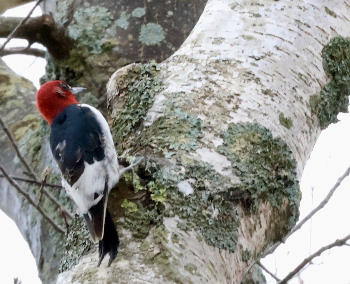 Red-headed Woodpecker - ML617678807