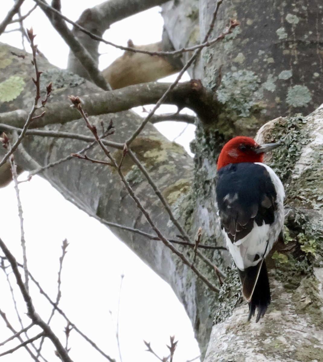 Red-headed Woodpecker - Shelley Vermillion