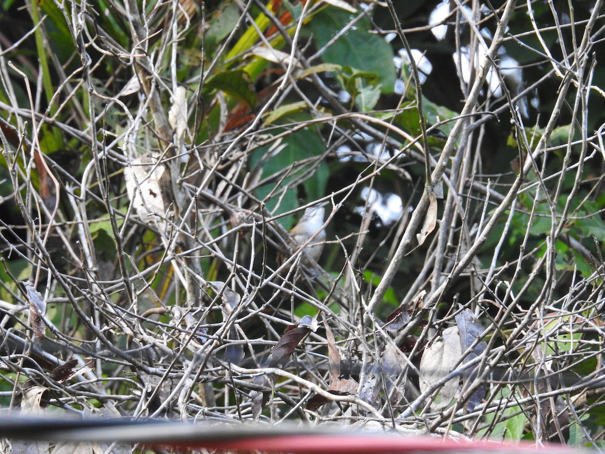 Moustached Wren - Raul Afonso Pommer-Barbosa - Amazon Birdwatching