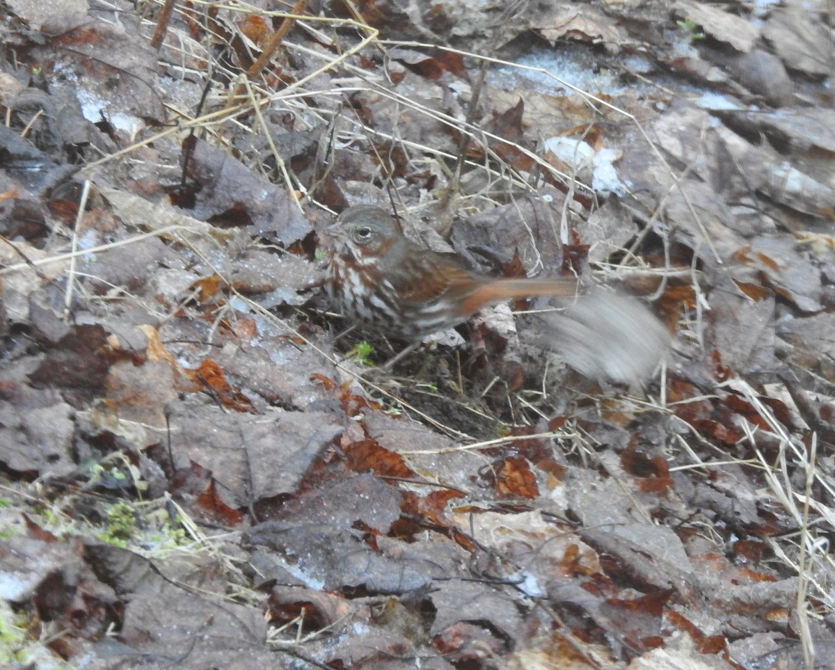 Fox Sparrow - ML617678836