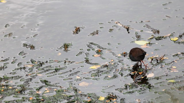 Südsee-Sumpfhuhn - ML617678840