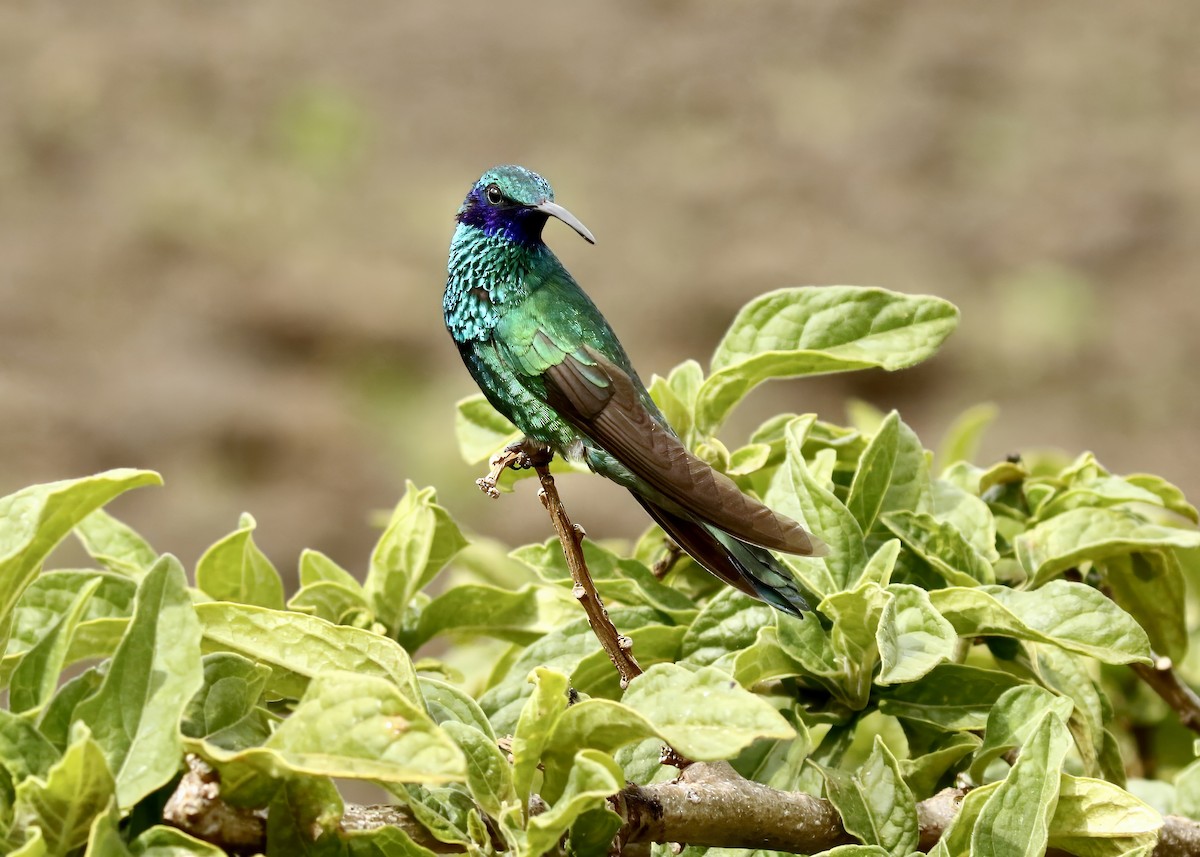 kolibřík modrolící - ML617678870