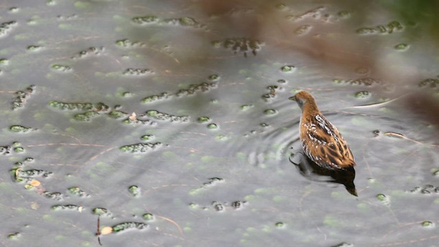 Baillon's Crake - ML617678873