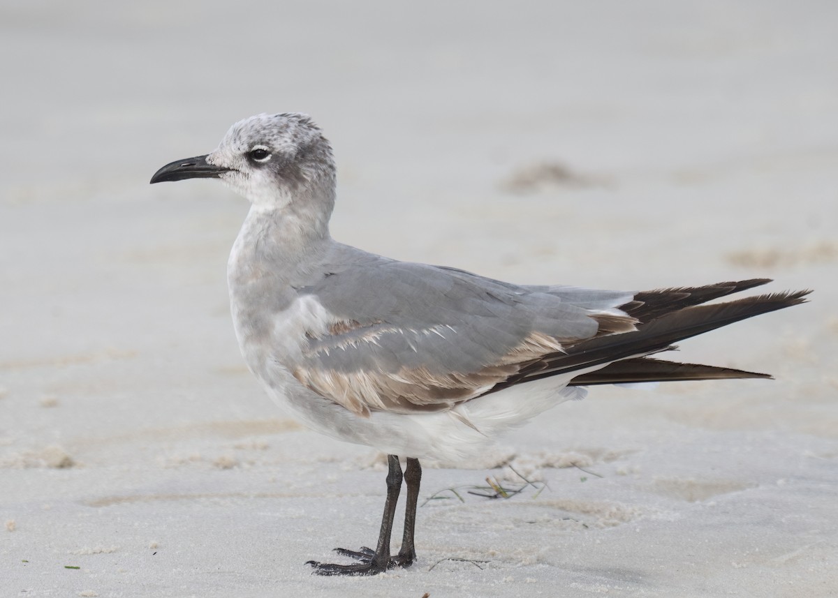 Laughing Gull - ML617678933