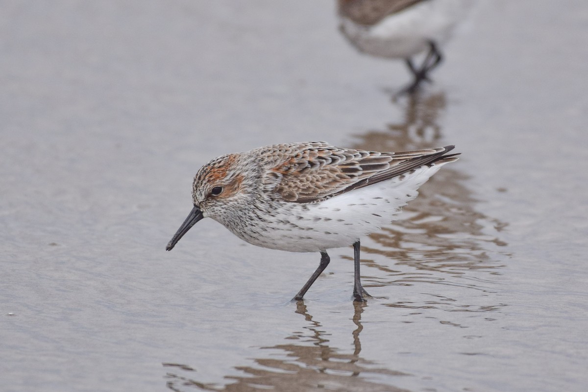 Bergstrandläufer - ML617678943