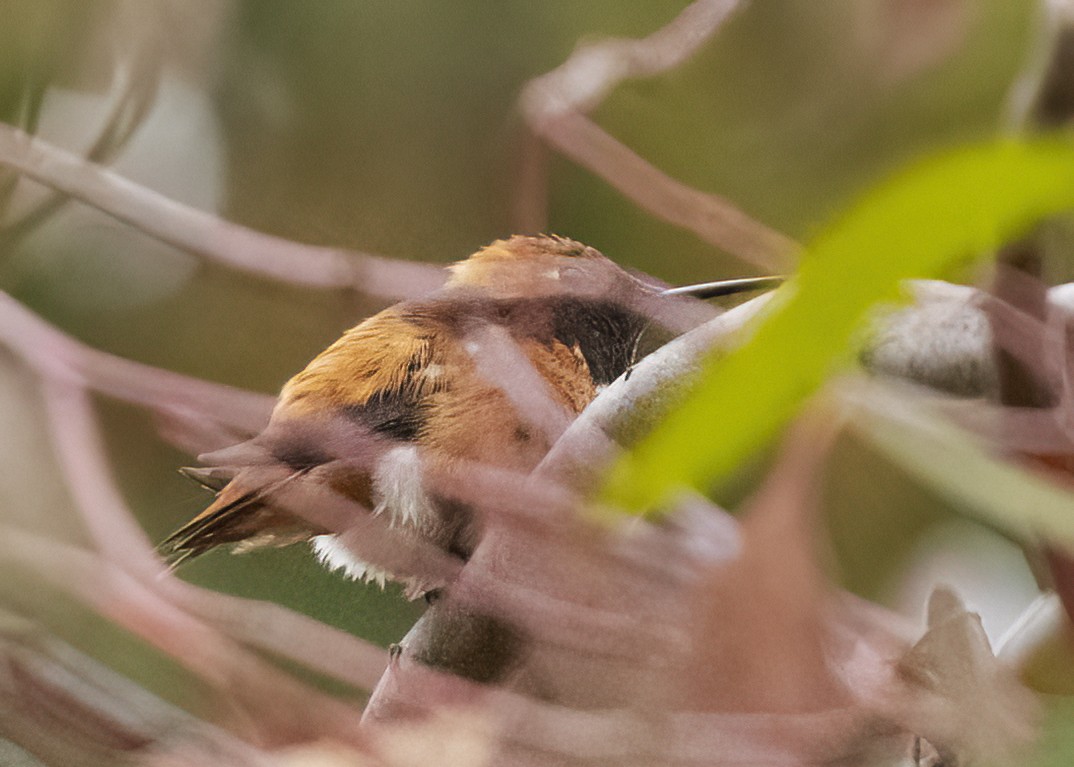 Rufous Hummingbird - ML617678963