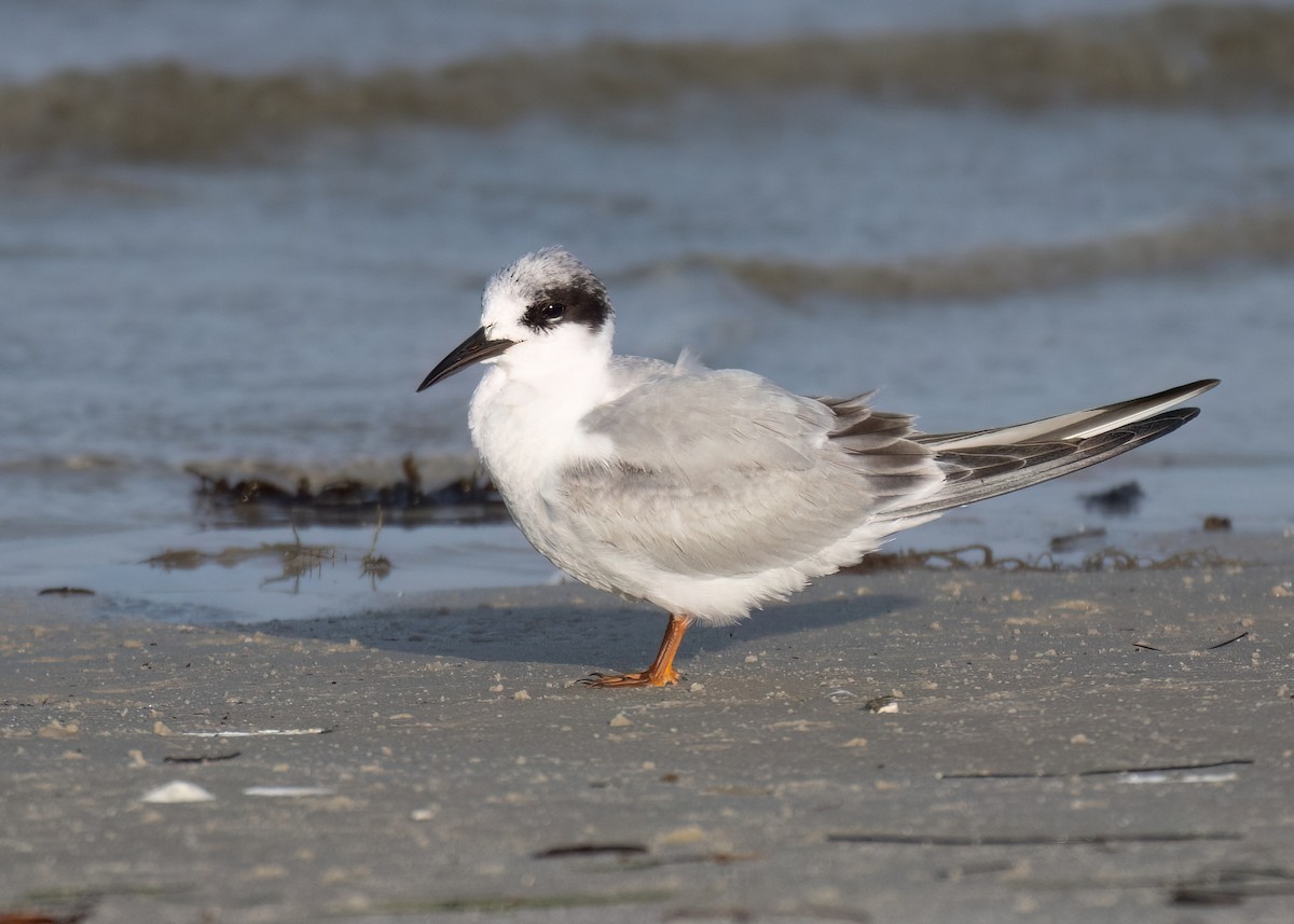 Forster's Tern - Russell Brown