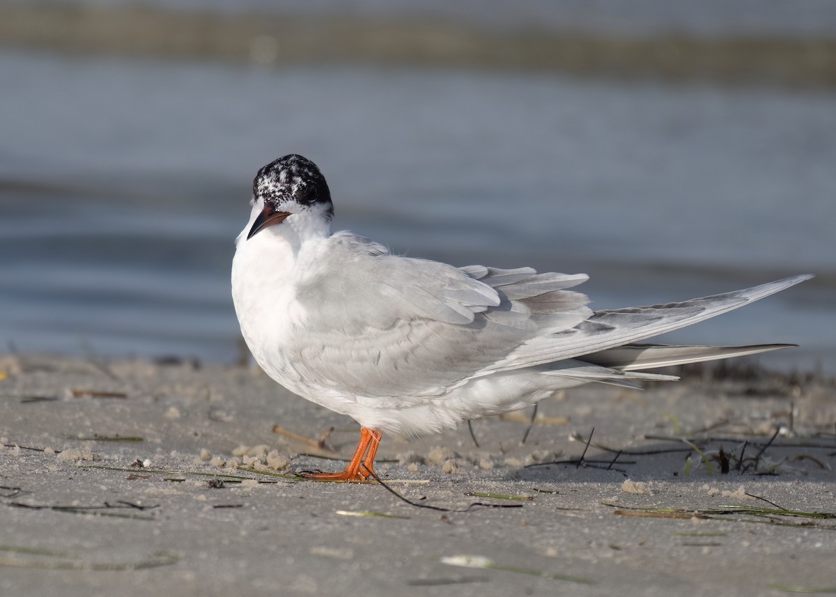 Forster's Tern - Russell Brown