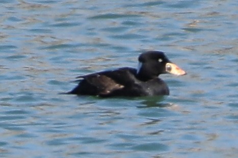 Surf Scoter - ML617678992