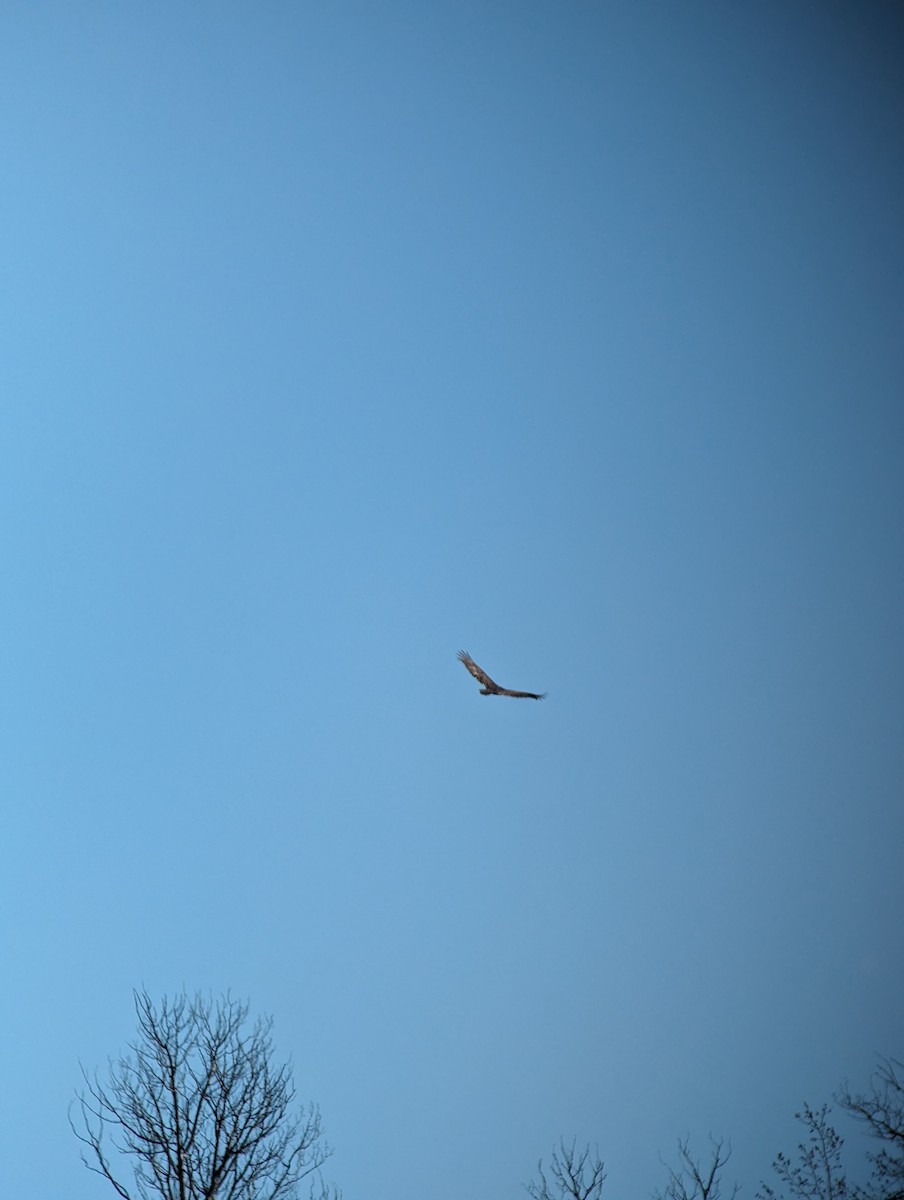 Turkey Vulture - ML617679035