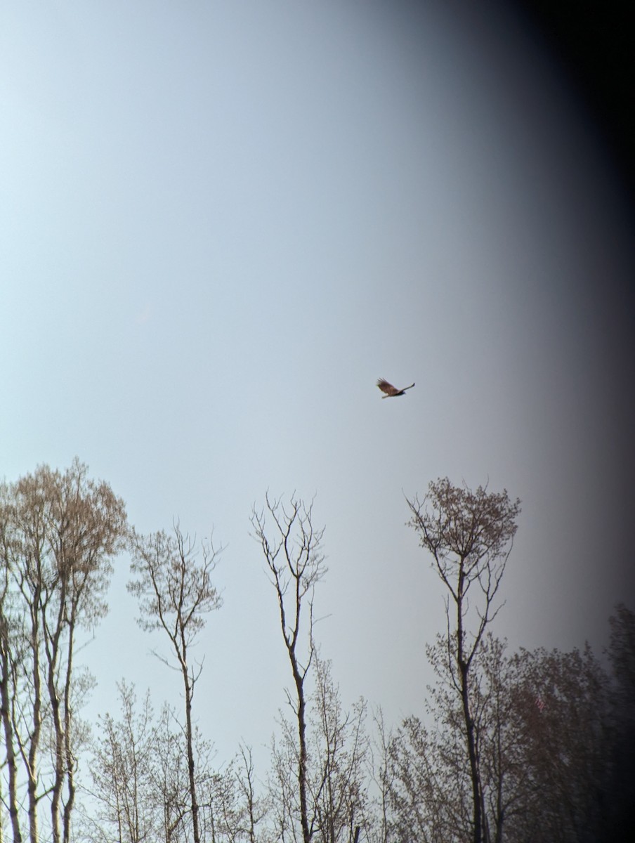 Turkey Vulture - ML617679036