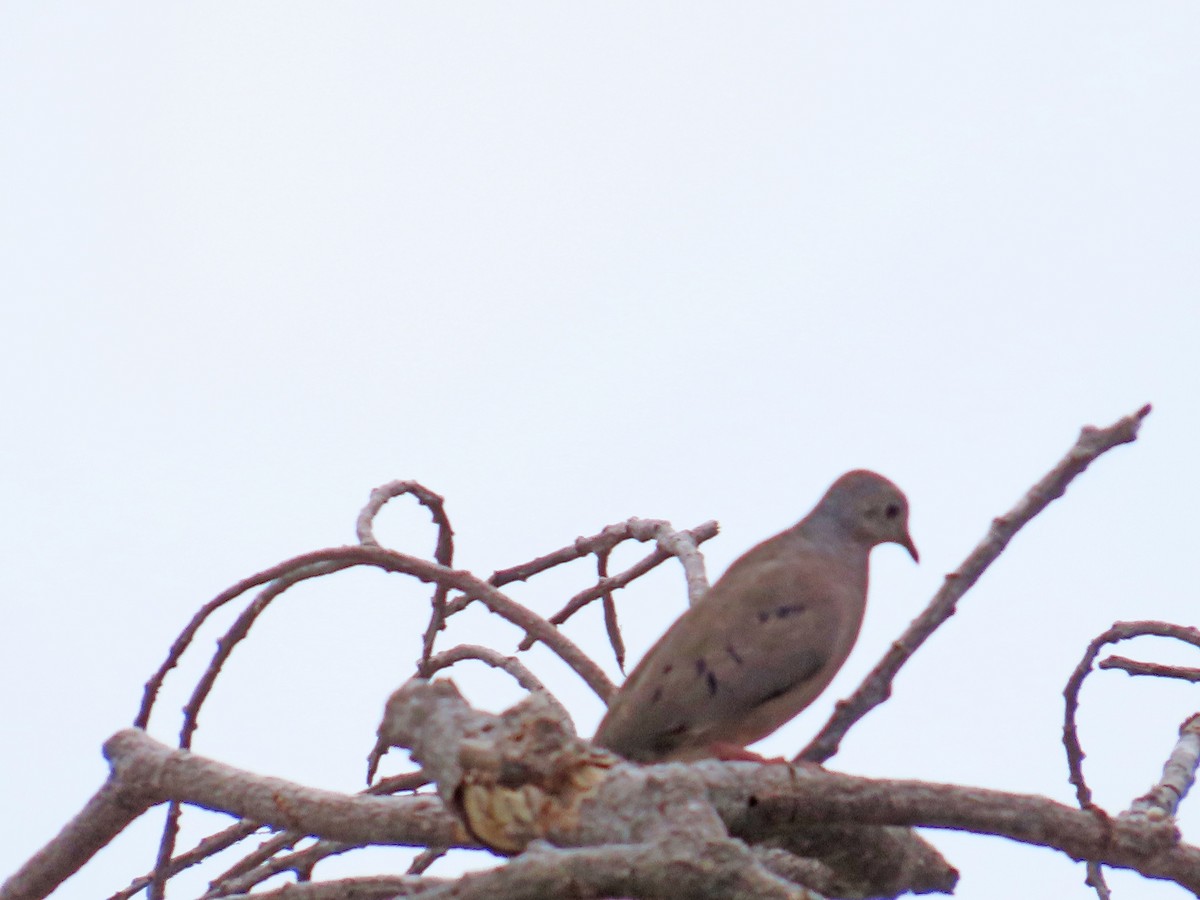 Plain-breasted Ground Dove - Tom Edell