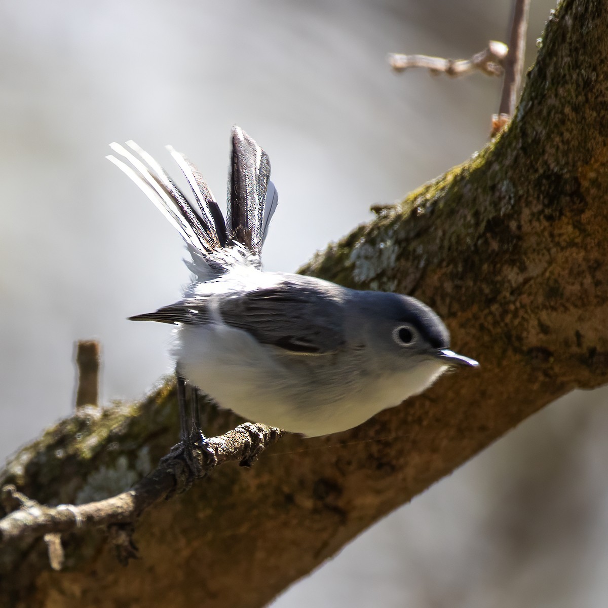 Blue-gray Gnatcatcher - ML617679189