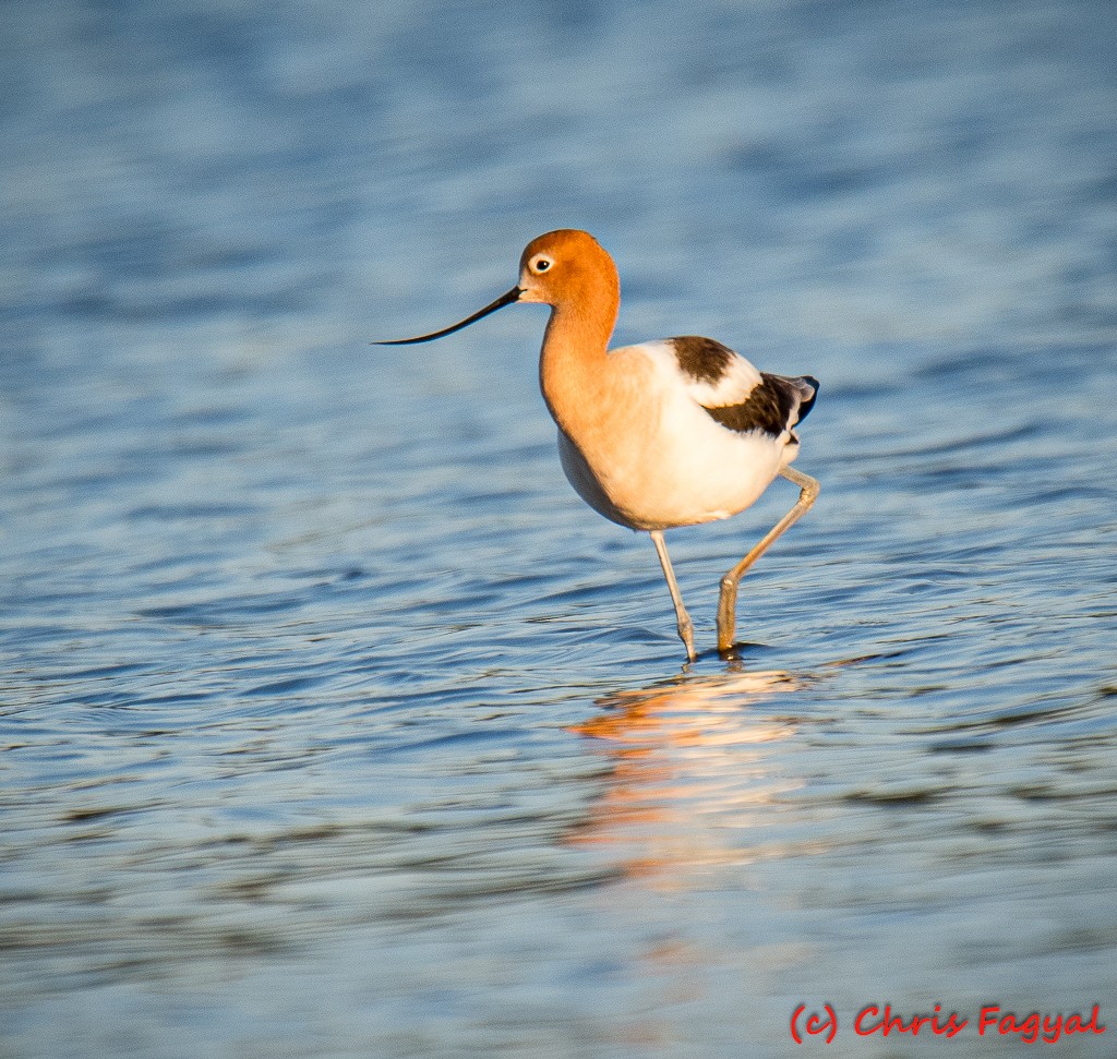 Avocette d'Amérique - ML617679190