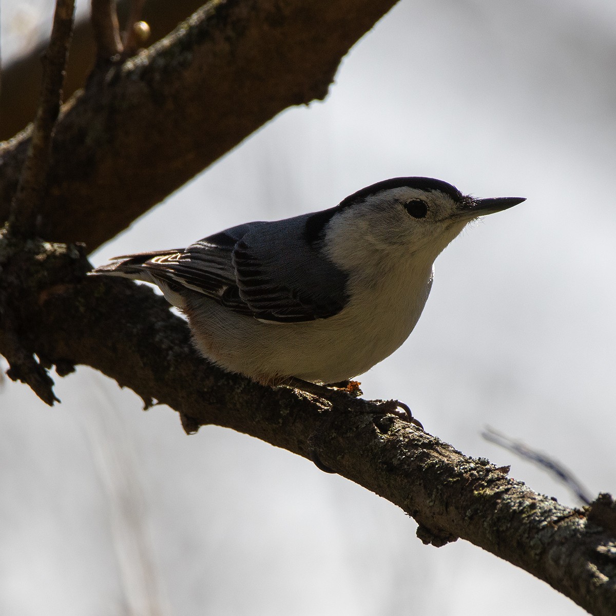 White-breasted Nuthatch - ML617679196