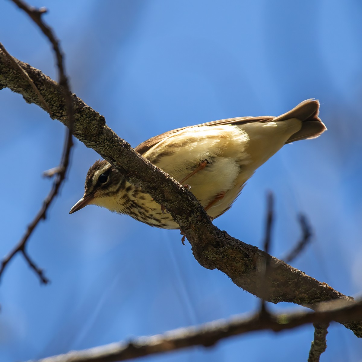 Louisiana Waterthrush - ML617679229